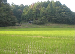 11月上旬の田んぼ
